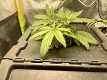 ss baby 1.5