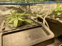 ss babies 5
