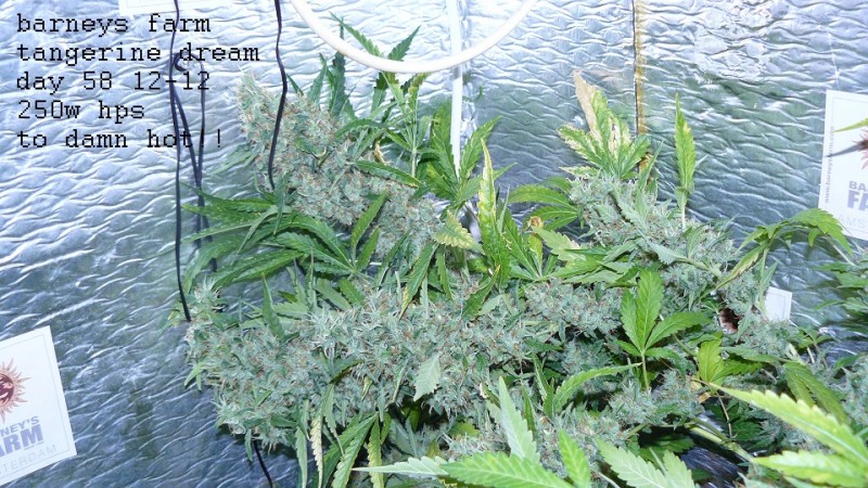 drobes autos cacti d3 td 020