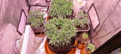IMG_20220720_103048