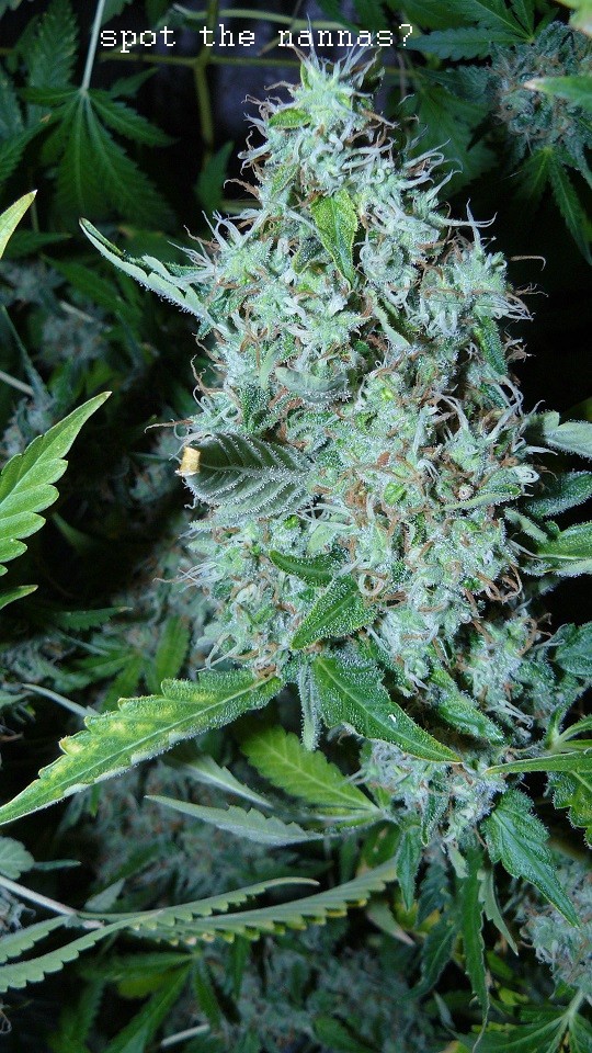 drobes 20 7 22 007