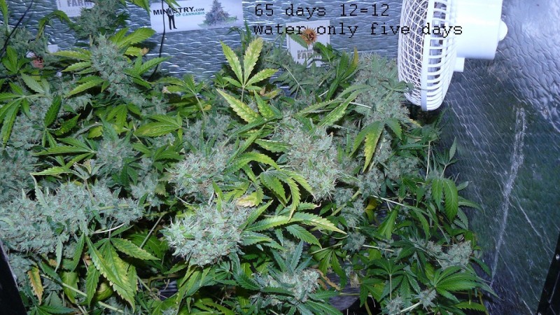 drobes 20 7 22 008