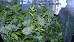 drobes 20 7 22 008