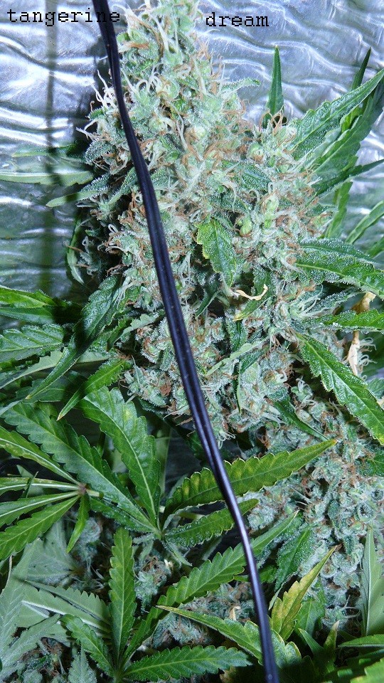 drobes 20 7 22 010