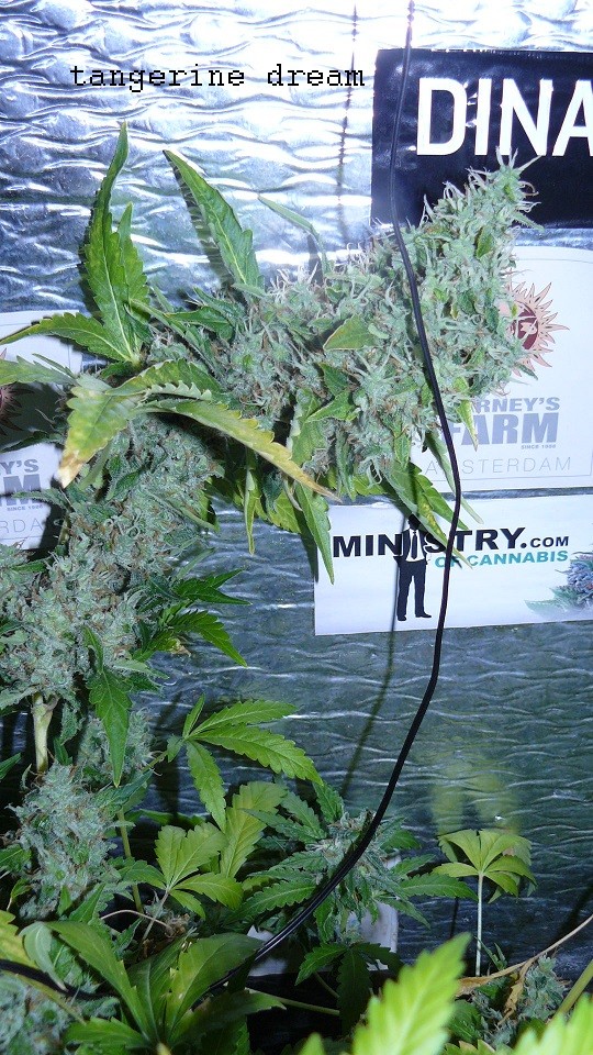 drobes 20 7 22 011
