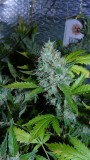 drobes 20 7 22 012