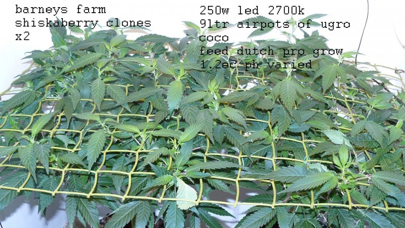 drobes 20 7 22 022