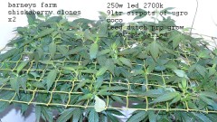 drobes 20 7 22 022