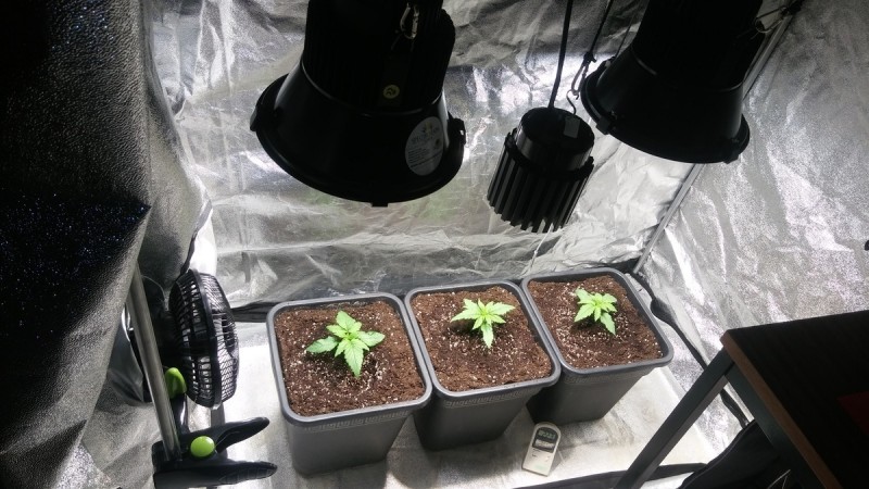 WEEK 1 GROW