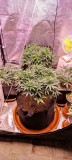 IMG_20220723_083558