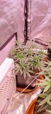 IMG_20220723_083617