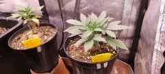 IMG_20220723_083638