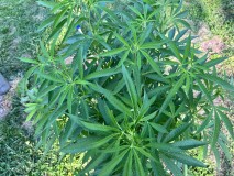 IMG_4802[1]
