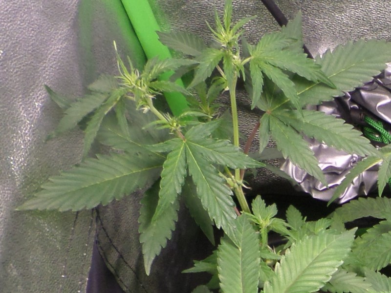 autocheese