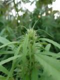 IMG_20220727_183444
