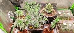 IMG_20220729_100420