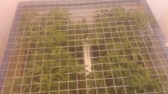 Purple Queen by RQS - SCROG