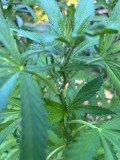 KXQZ7777[1]