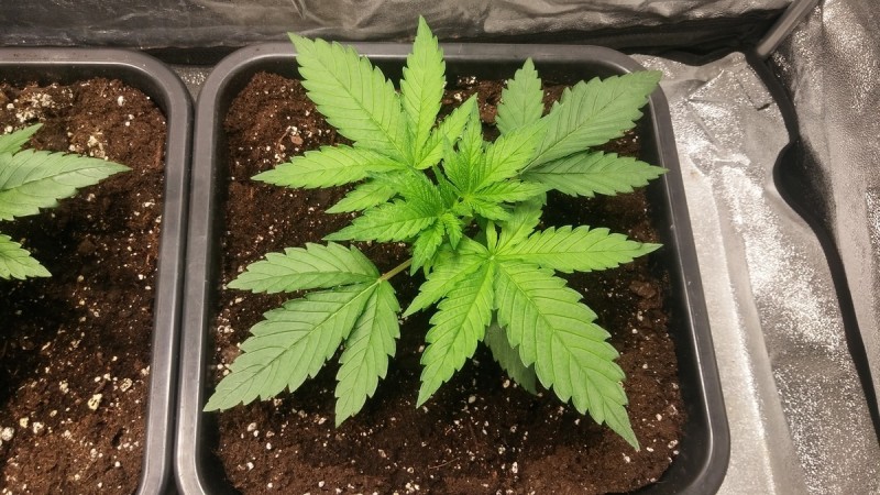 WEEK 1 GROW