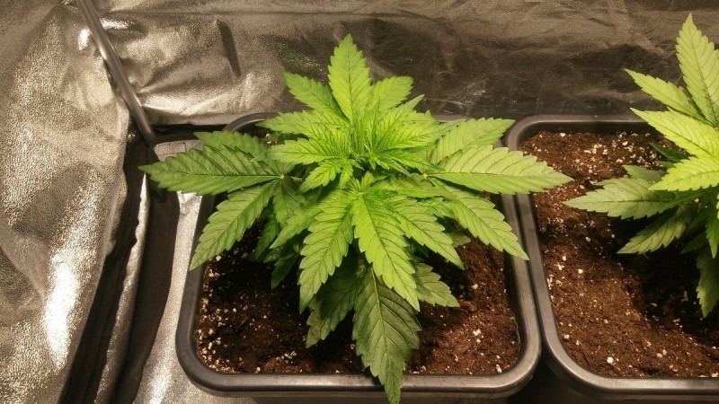 WEEK 2 GROW