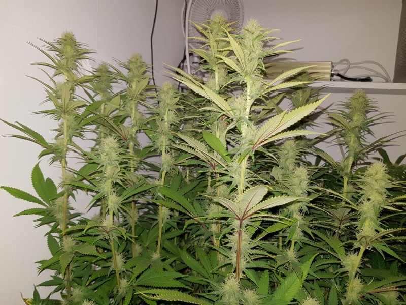 Agent Orange