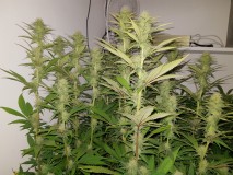 Agent Orange