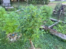 IMG_4953[1]