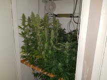 Agent Orange