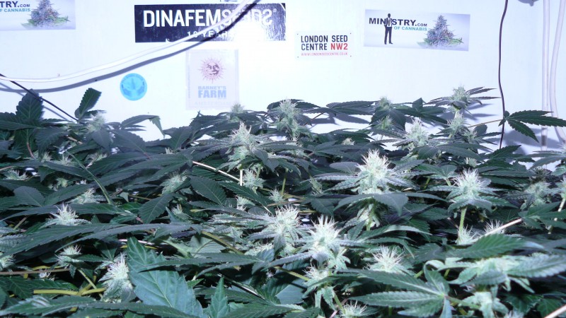 drobes 17 08 22 004