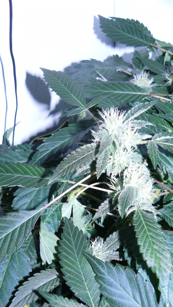drobes 17 08 22 006
