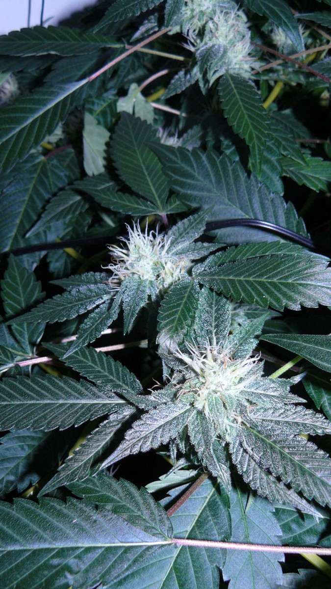 drobes 17 08 22 007
