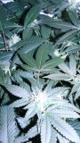 drobes 17 08 22 012