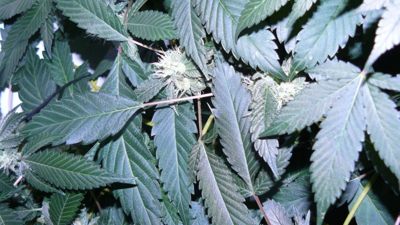 drobes 17 08 22 013