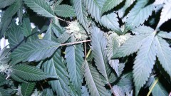 drobes 17 08 22 013