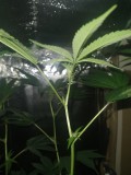 IMG_20220817_171700336