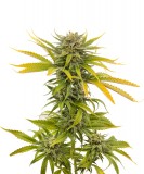 CherryBlossCola-1