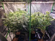 41days chem n kush