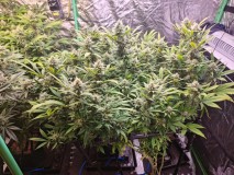 right side 41days