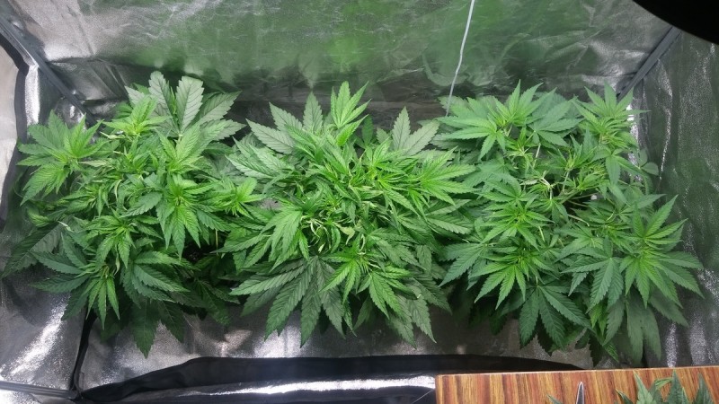 GROW WEEK 3