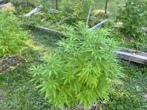 IMG_4998[1]