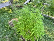IMG_4999[1]