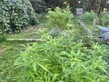 IMG_5006[1]