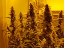 Agent Orange & EXO