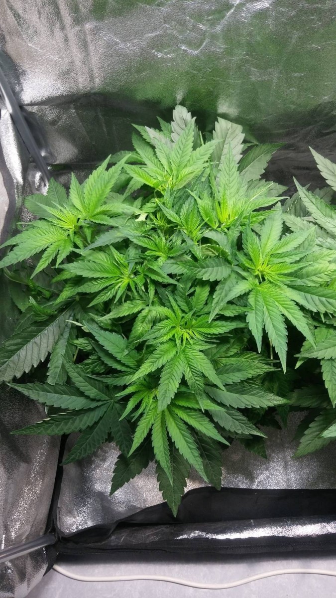 GROW WEEK 4