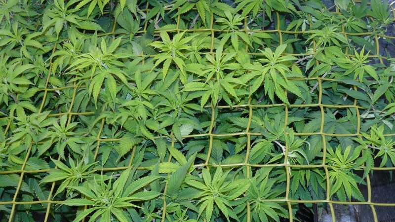 drobes 24 08 22 002
