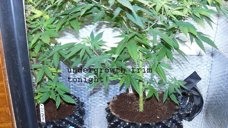 drobes 24 08 22 004