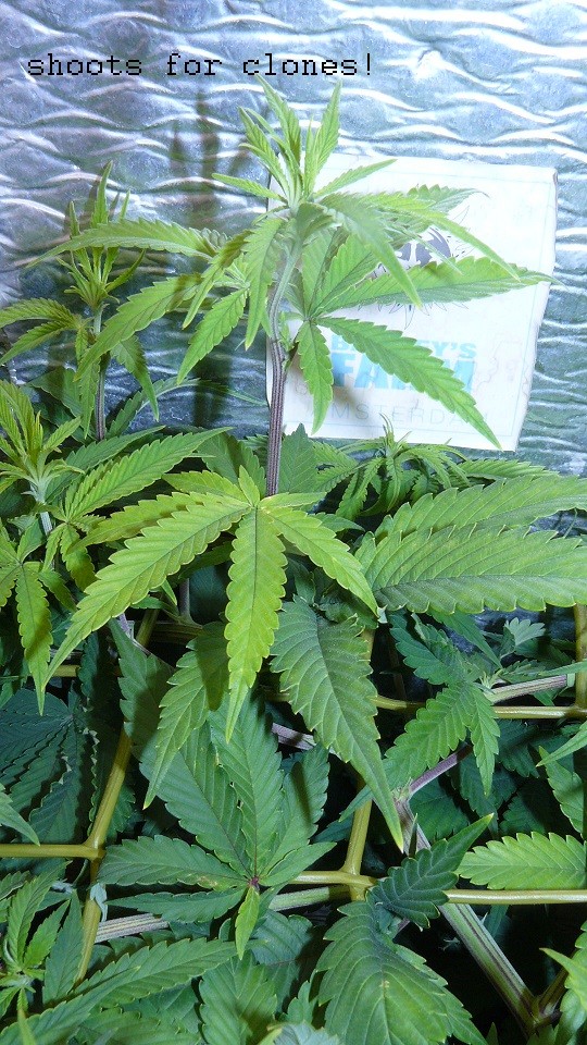 drobes 24 08 22 005