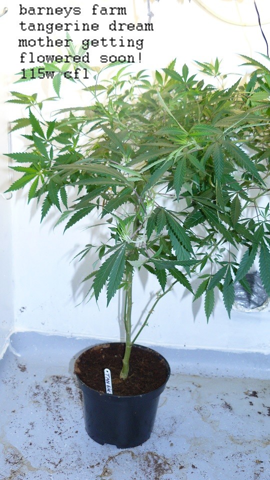 drobes 24 08 22 008