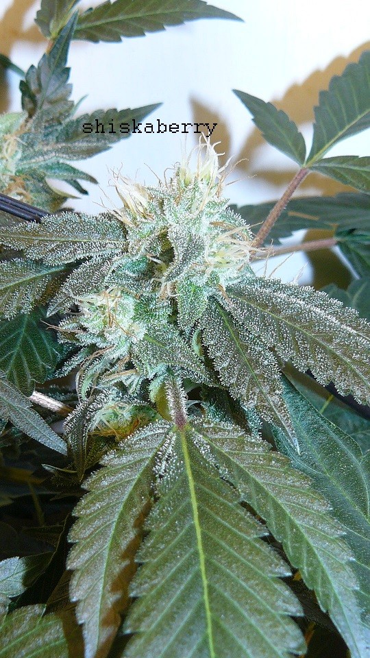 drobes 24 08 22 015