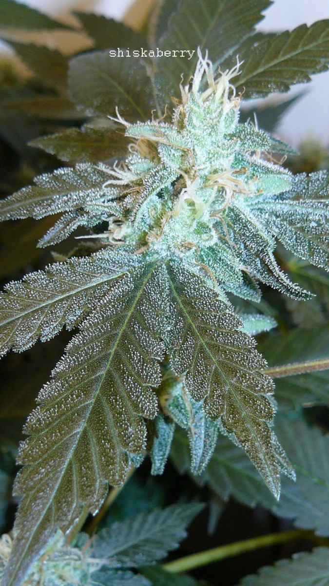drobes 24 08 22 016